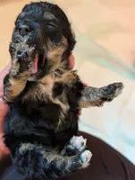 Luna, a female Miniature Bernedoodle for sale in Ravenna, MI – 2 of 8