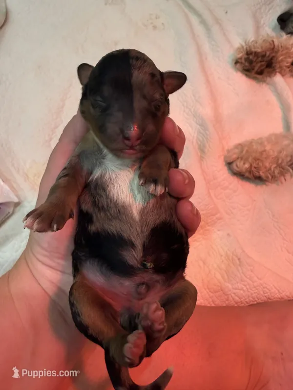 Rocky – Miniature Bernedoodle puppy for sale in Ravenna, MI