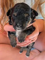 Luna, a female Miniature Bernedoodle for sale in Ravenna, MI – 1 of 8
