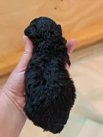 Luna, a female Miniature Bernedoodle for sale in Ravenna, MI – 6 of 8