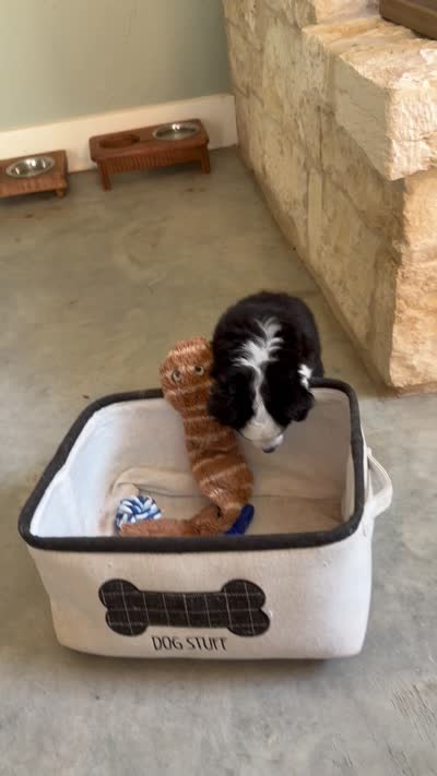 Betsy Ross, a female Toy Australian Shepherd for sale in Blanco, TX – 5 of 5