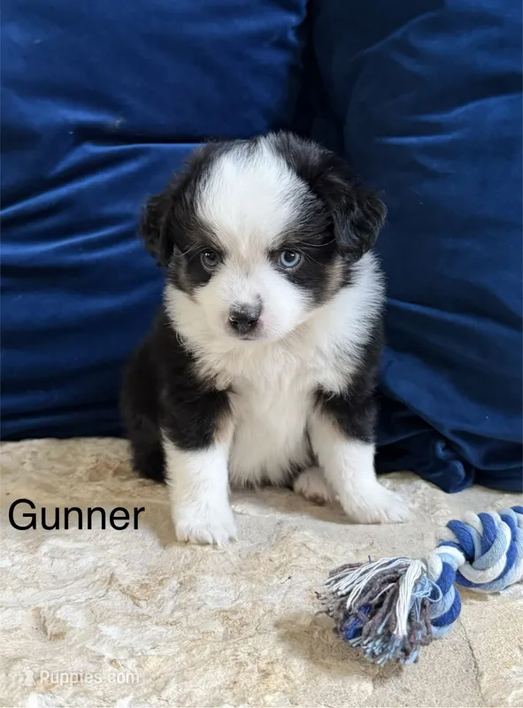 Gunner – Toy Australian Shepherd puppy for sale in Blanco, TX