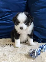 Gunner, a male Toy Australian Shepherd for sale in Blanco, TX – 1 of 5