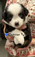 Gunner, a male Toy Australian Shepherd for sale in Blanco, TX – 2 of 5