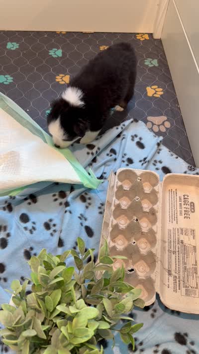 Trooper, a male Toy Australian Shepherd for sale in Blanco, TX – 4 of 4