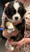 Patriot, a male Toy Australian Shepherd for sale in Blanco, TX – 2 of 4