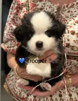 Trooper, a male Toy Australian Shepherd for sale in Blanco, TX – 2 of 4