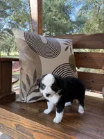 Betsy Ross, a female Toy Australian Shepherd for sale in Blanco, TX – 3 of 5