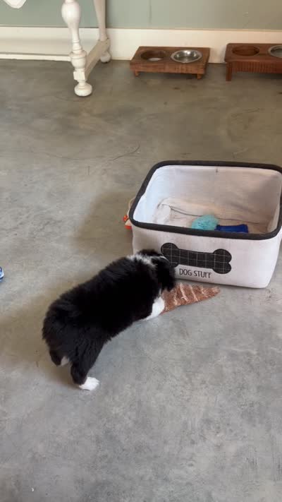 Trooper, a male Toy Australian Shepherd for sale in Blanco, TX – 3 of 4