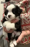 Betsy Ross, a female Toy Australian Shepherd for sale in Blanco, TX – 2 of 5
