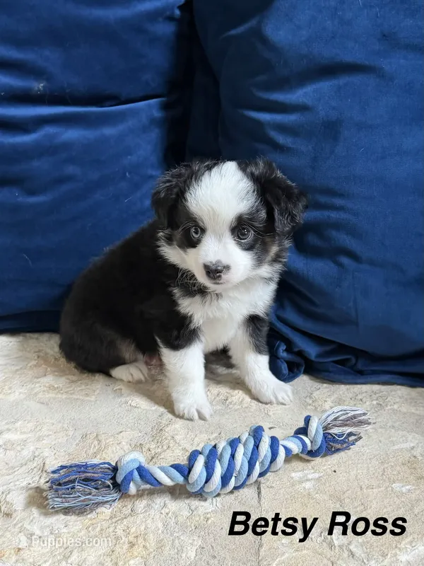 Betsy Ross – Toy Australian Shepherd puppy for sale in Blanco, TX