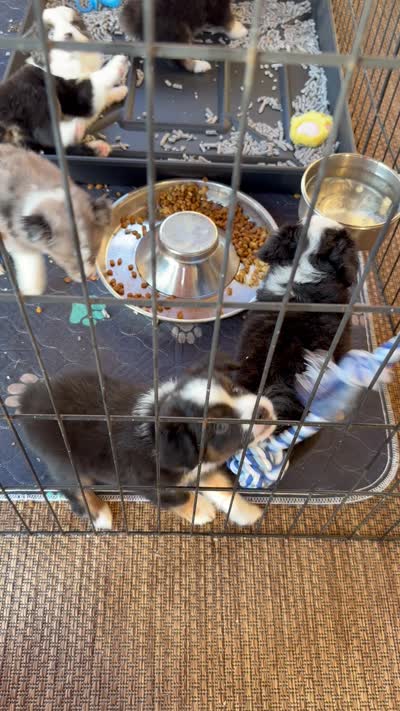 Patriot, a male Toy Australian Shepherd for sale in Blanco, TX – 3 of 4