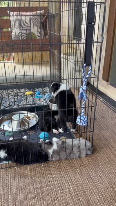 Gunner, a male Toy Australian Shepherd for sale in Blanco, TX – 4 of 5