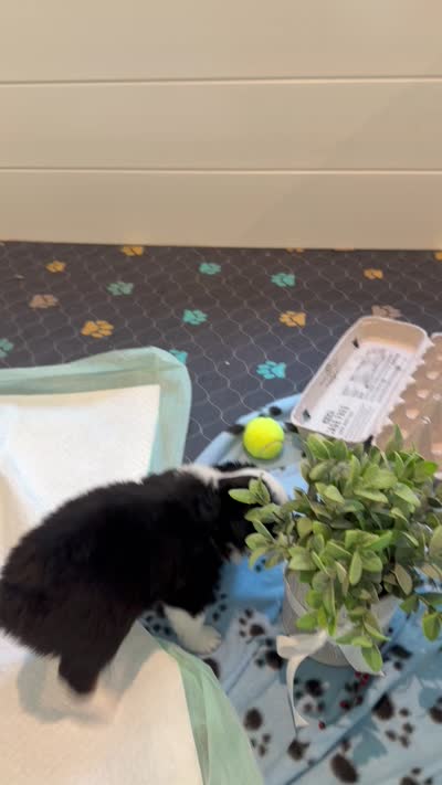 Betsy Ross, a female Toy Australian Shepherd for sale in Blanco, TX – 4 of 5