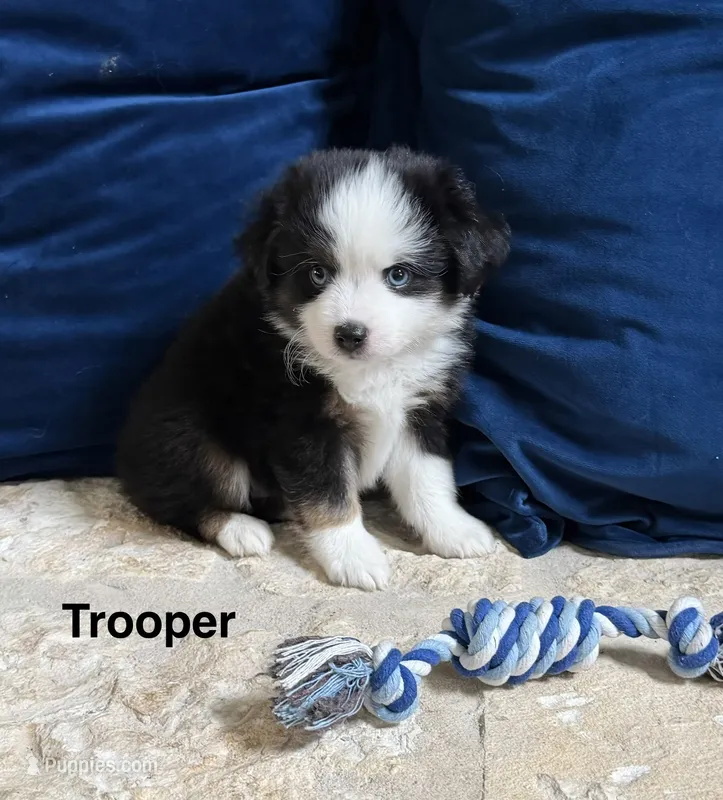 Trooper – Toy Australian Shepherd puppy for sale in Blanco, TX