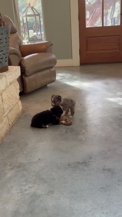 Patriot, a male Toy Australian Shepherd for sale in Blanco, TX – 4 of 4