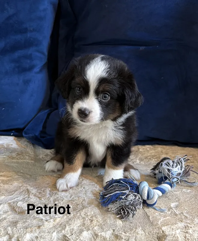 Patriot – Toy Australian Shepherd puppy for sale in Blanco, TX