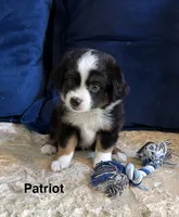 Patriot, a male Toy Australian Shepherd for sale in Blanco, TX – 1 of 4