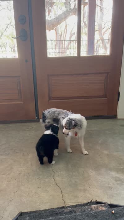 Gunner, a male Toy Australian Shepherd for sale in Blanco, TX – 5 of 5