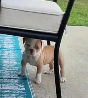 2 Face, a female American Bulldog for sale in Waxahachie, TX – Photo 3 of 6