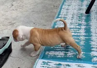 2 Face, a female American Bulldog for sale in Waxahachie, TX – Photo 2 of 6