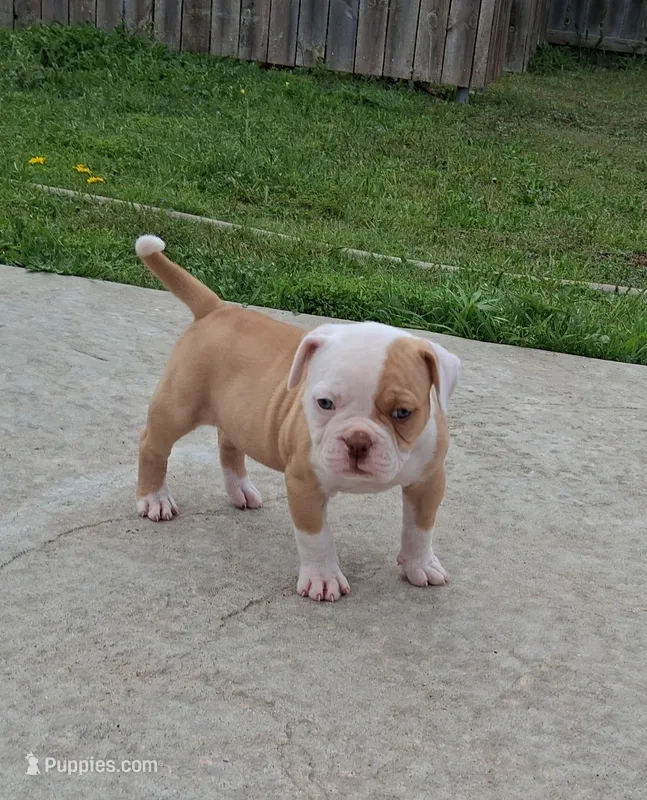 2 Face – American Bulldog puppy for sale in Waxahachie, TX
