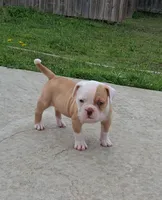 2 Face, a female American Bulldog for sale in Waxahachie, TX – Photo 1 of 6
