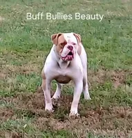 2 Face, a female American Bulldog for sale in Waxahachie, TX – Photo 5 of 6