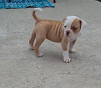 2 Face, a female American Bulldog for sale in Waxahachie, TX – Photo 4 of 6