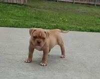 Goldie, a female American Bulldog for sale in Waxahachie, TX – Photo 2 of 6