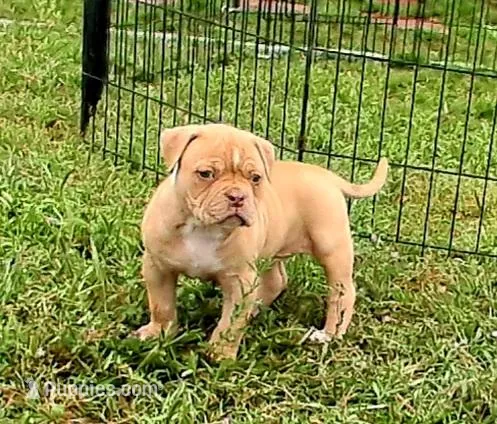 Goldie – American Bulldog puppy for sale in Waxahachie, TX