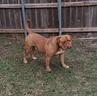 Goldie, a female American Bulldog for sale in Waxahachie, TX – Photo 6 of 6