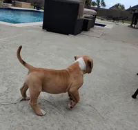 Goldie, a female American Bulldog for sale in Waxahachie, TX – Photo 3 of 6