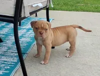 Goldie, a female American Bulldog for sale in Waxahachie, TX – Photo 4 of 6