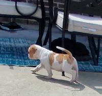 Nola, a female American Bulldog for sale in Waxahachie, TX – Photo 3 of 6