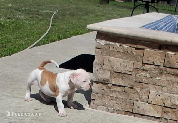 Nola – American Bulldog puppy for sale in Waxahachie, TX