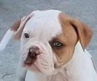 Nola, a female American Bulldog for sale in Waxahachie, TX – Photo 1 of 6