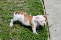 Nola, a female American Bulldog for sale in Waxahachie, TX – Photo 2 of 6