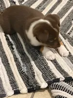 Shiloh, a female Australian Shepherd for sale in Naples, FL – 3 of 3
