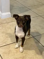 Shiloh, a female Australian Shepherd for sale in Naples, FL – 2 of 3