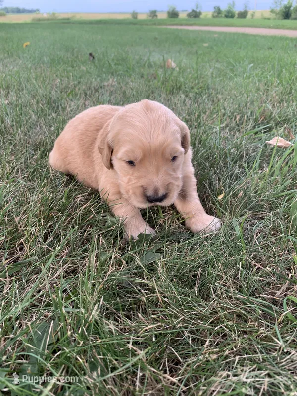 Dora – Golden Retriever puppy for sale in Comfrey, MN