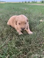 Dora, a female Golden Retriever for sale in Comfrey, MN – 1 of 5
