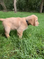 Dwight , a male Golden Retriever for sale in Comfrey, MN – 4 of 5
