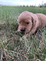 Daisy, a female Golden Retriever for sale in Comfrey, MN – 5 of 5