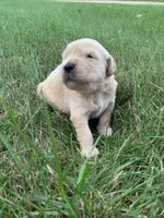 Dehlia, a female Golden Retriever for sale in Comfrey, MN – 4 of 5