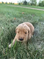 Dixie , a female Golden Retriever for sale in Comfrey, MN – 2 of 7