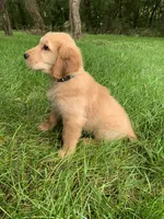 Dwight , a male Golden Retriever for sale in Comfrey, MN – 3 of 5
