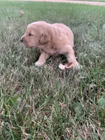 Dora, a female Golden Retriever for sale in Comfrey, MN – 4 of 5