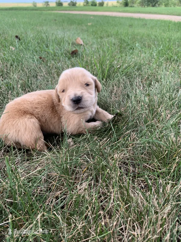 Dwight  – Golden Retriever puppy for sale in Comfrey, MN