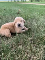 Dwight , a male Golden Retriever for sale in Comfrey, MN – 1 of 4